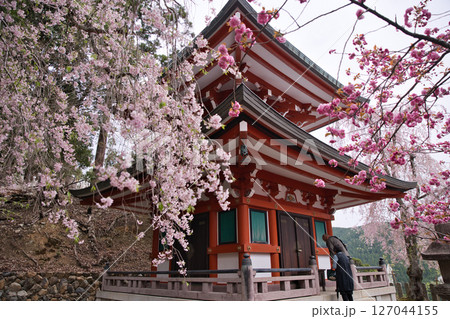 鞍馬寺 多宝塔のしだれ桜と八重桜とお参りする人々4 鞍馬寺 多宝塔のしだれ桜と八重桜とお参りする人々4 127044155