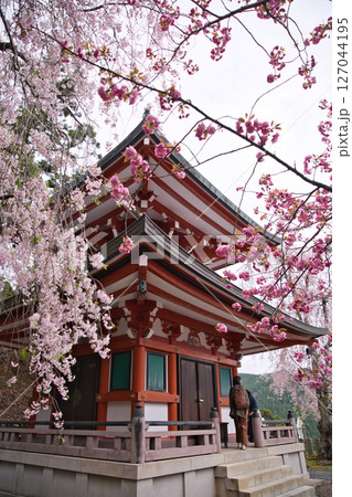 鞍馬寺　多宝塔のしだれ桜と八重桜とお参りする人々2 127044195