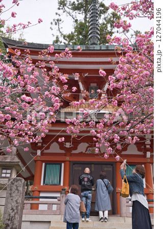 鞍馬寺　多宝塔　満開の八重桜とお参りする人々2 127044196