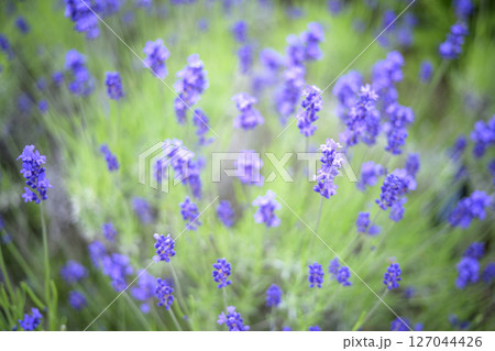 イングリッシュラベンダー ラベンダー畑 花畑 イメージ 127044426