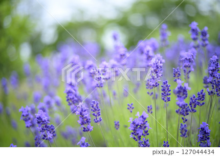 イングリッシュラベンダー ラベンダー畑 花畑 イメージ イングリッシュラベンダー ラベンダー畑 花畑 イメージ 127044434