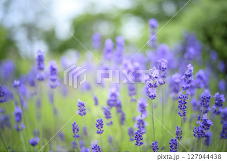 イングリッシュラベンダー ラベンダー畑 花畑 イメージ イングリッシュラベンダー ラベンダー畑 花畑 イメージ 127044438