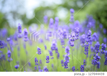 イングリッシュラベンダー ラベンダー畑 花畑 イメージ 127044439