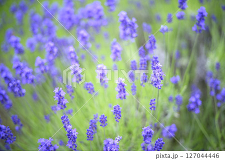 イングリッシュラベンダー ラベンダー畑 花畑 イメージ 127044446