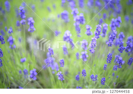 イングリッシュラベンダー ラベンダー畑 花畑 イメージ イングリッシュラベンダー ラベンダー畑 花畑 イメージ 127044458