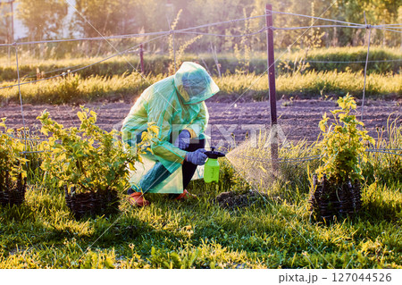 Gardener wearing gloves mask and raincoat sprays treatment using manual sprayer with compressed air on plants in open outdoor area. Gardener wearing gloves mask and raincoat sprays treatment using manual sprayer with compressed air on plants in open outdoor area. 127044526