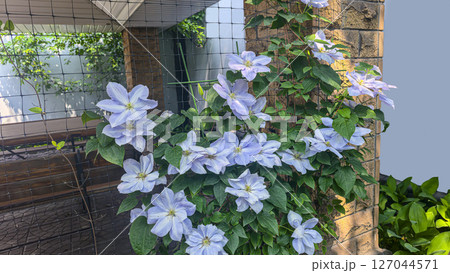 Clematis flowers on the plot near the house. Plants for the garden. Clematis flowers on the plot near the house. Plants for the garden. 127044571