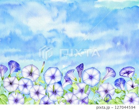 水彩で描いた朝顔の花 水彩で描いた朝顔の花 127044594