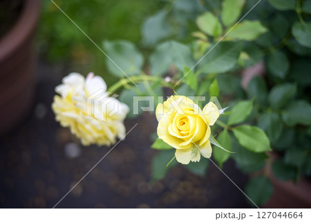黄色いバラ 黄色 バラ 花 6月 イメージ 127044664