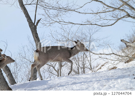 エゾシカ　エゾ鹿　釧路湿原 127044704