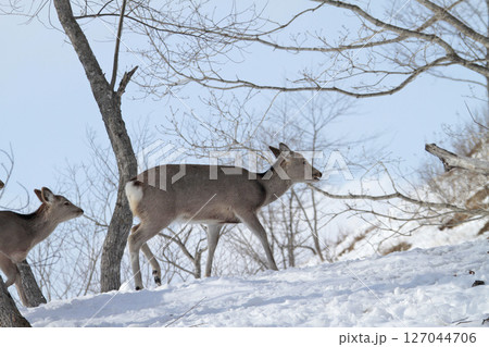 エゾシカ　エゾ鹿　釧路湿原 127044706