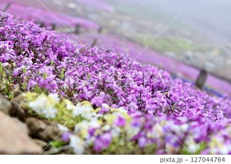 芝桜 芝桜 127044764