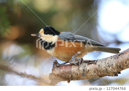 ヤマガラ　やまがら　北海道野鳥 127044768