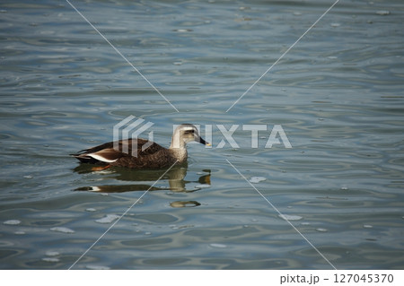 荒尾市 港 野鳥、 荒尾市 港 野鳥、 127045370