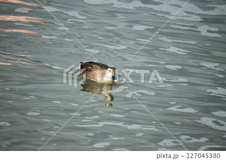 荒尾市　港　野鳥、 127045380
