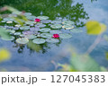 モネの庭のような風景　池に浮かぶ睡蓮 127045383