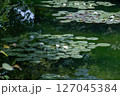 モネの庭のような風景　池に浮かぶ睡蓮 127045384