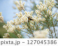 白いふわふわの花の蜜を吸うクマバチ 127045386