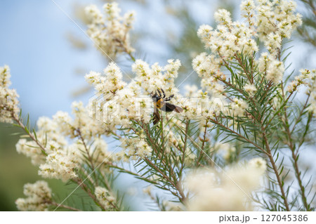 白いふわふわの花の蜜を吸うクマバチ 白いふわふわの花の蜜を吸うクマバチ 127045386