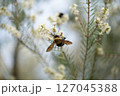 白い花の蜜を吸うクマバチ 127045388