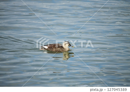 荒尾市　港　野鳥、 127045389