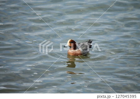 荒尾市 港 野鳥、 荒尾市 港 野鳥、 127045395