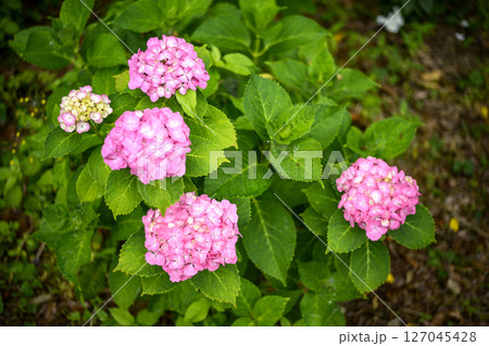 ピンクの紫陽花 アジサイ 花 梅雨 初夏 6月 ピンクの紫陽花 アジサイ 花 梅雨 初夏 6月 127045428