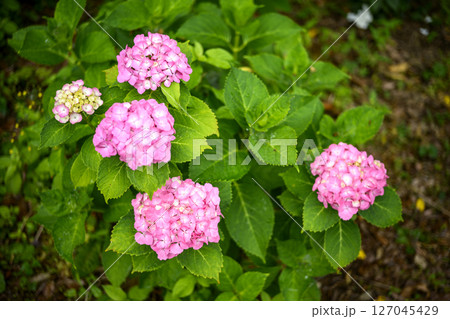 ピンクの紫陽花 アジサイ 花 梅雨 初夏 6月 127045429