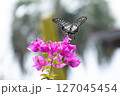 ブーゲンビレアの花の蜜を吸うナミアゲハ 127045454
