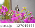 ブーゲンビレアの花の蜜を吸うナミアゲハ 127045455