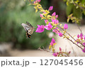 ブーゲンビレアの花の蜜を吸うナミアゲハ 127045456