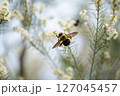 白い花の蜜を吸うクマバチ 127045457