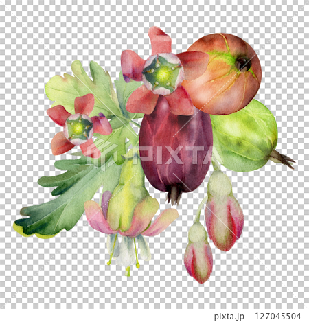 Gooseberry bell flower buds leaves, ripe garden berries Currant casseille huckleberry jostaberry, hand drawn in watercolor. Isolated boutonniere illustration. For wedding stationery, farmers market 127045504