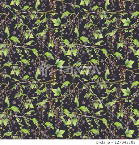 Currant gooseberry with green leaves, long flower clusters, garden berry hanging on branches. Seamless pattern isolated on dark, hand drawn in watercolor. Craft drinks, background wallpaper, packaging Currant gooseberry with green leaves, long flower clusters, garden berry hanging on branches. Seamless pattern isolated on dark, hand drawn in watercolor. Craft drinks, background wallpaper, packaging 127045508