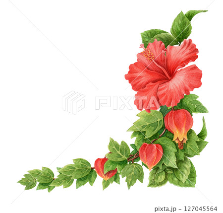 Abuchiron twig with red Hibiscus rose flower summer corner arrangement. Hand drawn watercolor botanical art. Floral graphic element perfect for botanical card template and holiday season design. 127045564