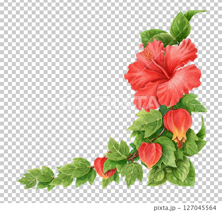 Abuchiron twig with red Hibiscus rose flower summer corner arrangement. Hand drawn watercolor botanical art. Floral graphic element perfect for botanical card template and holiday season design. 127045564