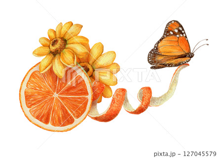 Monarch butterfly with orange and yellow flower arrangement. Hand drawn watercolor food illustration. Citrus image with realistic texture. Perfect for summer card template and cute sticker design. 127045579