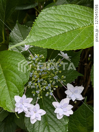 白いアジサイ【梅雨素材】 白いアジサイ【梅雨素材】 127045598