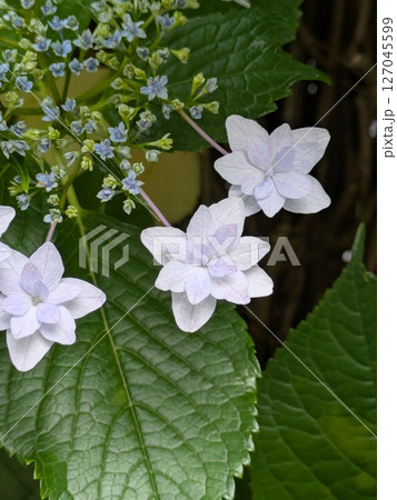 青 紫の紫陽花【梅雨素材】 127045599