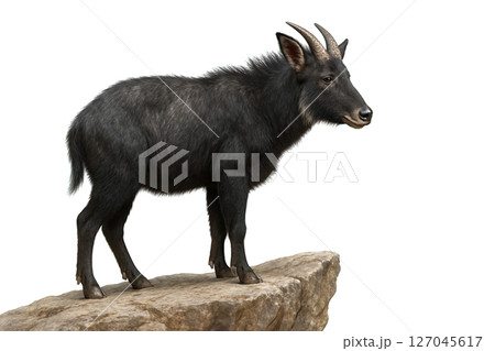 Black serow standing proudly on a rocky ledge, side profile view. Strong build, curved horns, detailed fur texture, isolated on transparent background. 127045617
