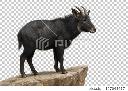 Black serow standing proudly on a rocky ledge, side profile view. Strong build, curved horns, detailed fur texture, isolated on transparent background. 127045617