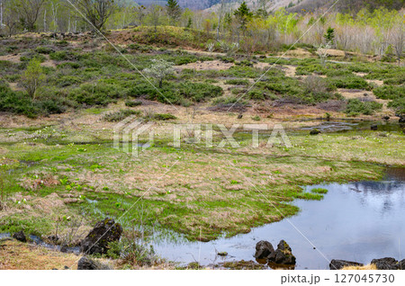 水芭蕉が咲く春の湿原【乗鞍高原】 127045730