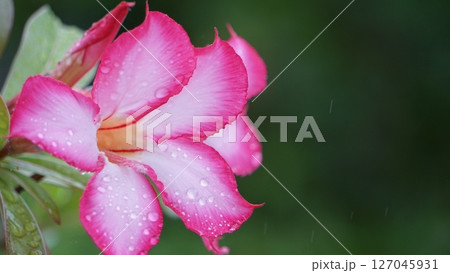 花びらについた水滴 127045931