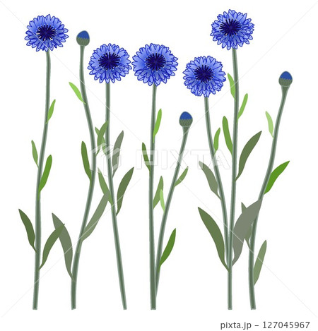 青いヤグルマギクのイラスト 127045967