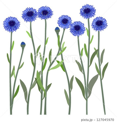 青いヤグルマギクのイラスト 青いヤグルマギクのイラスト 127045970