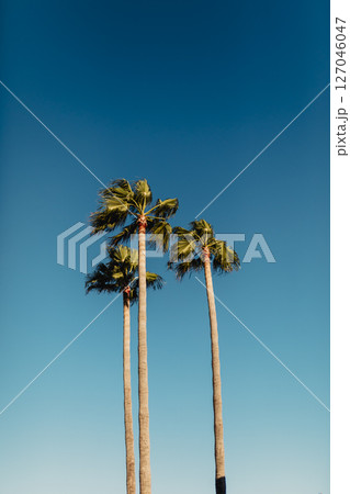Tall Palm Trees Against Clear Blue Sky on a Sunny Day Tall Palm Trees Against Clear Blue Sky on a Sunny Day 127046047