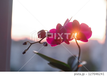 Orchid blooming at home. Sunlight and orchid petals. Front view. Blooming pink orchid. Orchid blooming at home. Sunlight and orchid petals. Front view. Blooming pink orchid. 127046241