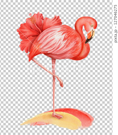 Pink flamingo with red Hibiscus standing on the brushstroke hand drawn watercolor illustration. Realistic drawing of equatorial full body bird. Perfect for summer template and holiday season design. Pink flamingo with red Hibiscus standing on the brushstroke hand drawn watercolor illustration. Realistic drawing of equatorial full body bird. Perfect for summer template and holiday season design. 127046275