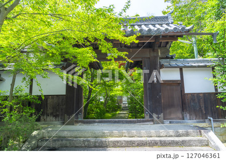 善法律寺　青紅葉に包まれた表門 127046361