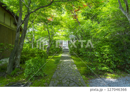 善法律寺 表門から見える青紅葉のトンネル 善法律寺 表門から見える青紅葉のトンネル 127046366